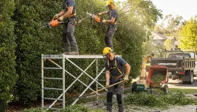 Fort Lauderdale, FL shrub removal for overgrown yards by a professional tree service team
