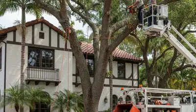 Tree service crew in Fort Lauderdale, FL removing a tree for safe property protection