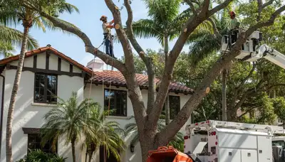 Tree service team in Fort Lauderdale, FL providing professional tree removal and trimming assistance