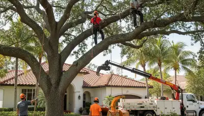 Tree removal team serving Fort Lauderdale, FL for safe tree cutting and storm cleanup