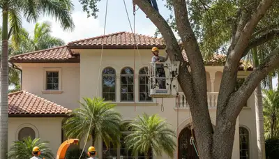 Tree service crew in Fort Lauderdale, FL trimming and removing a hazardous tree near a home