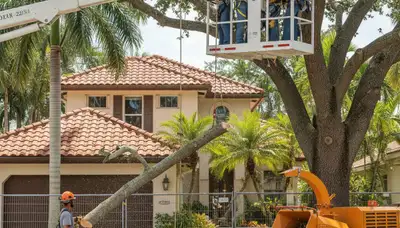 Fort Lauderdale, FL tree removal crew serving residential and commercial properties