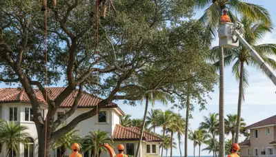 Tree service crew in Fort Lauderdale, FL performing safe tree removal for a local property