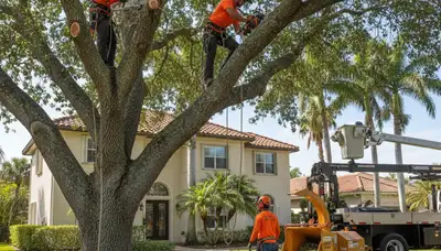 Tree service crew in Fort Lauderdale, FL removing a tree for safe residential property protection