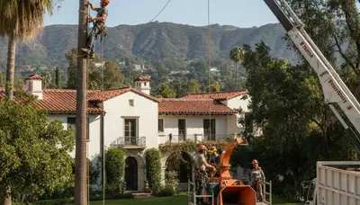 Tree service crew removing a tree in Fort Lauderdale, FL for safe property clearance