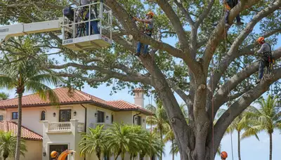 Tree service team in Fort Lauderdale, FL providing professional tree removal and trimming services
