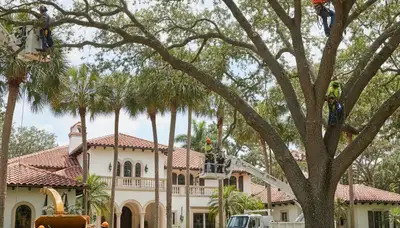 Tree service crew in Fort Lauderdale, FL performing professional tree removal and cleanup