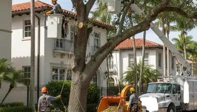 Tree service team in Fort Lauderdale, FL providing professional tree removal and care services