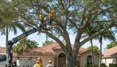 Tree service crew in Fort Lauderdale, FL providing professional tree removal and trimming services