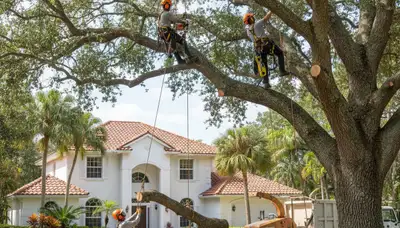 Tree service crew in Fort Lauderdale, FL removing a tree for safe property protection