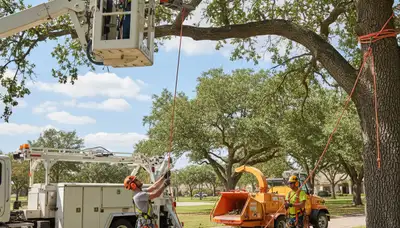 Arbor Tree Care trimming a tree in Fort Lauderdale, FL for safer, healthier growth