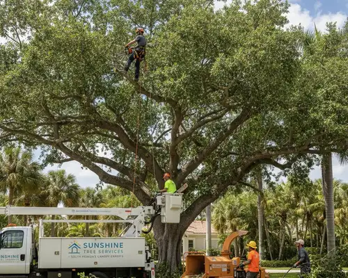 Tree trimming services for South Florida canopy in Fort Lauderdale, FL